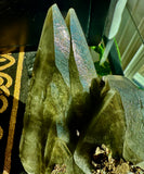 Dragon Scale Calcite