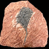 Scyphocrinites Elegans, Sea Lilly Fossil