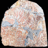 Scyphocrinites Elegans, Sea Lilly Fossil